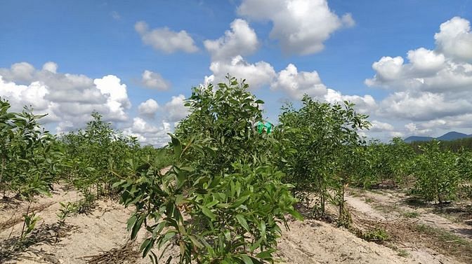Hình ảnh Bán 2 hecta đất Sơn Mỹ, Hàm Tân giá ngộp
