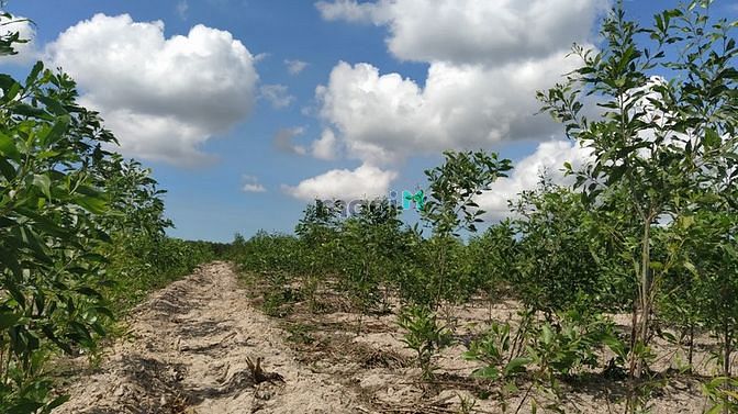 Hình ảnh Bán 2 hecta đất Sơn Mỹ, Hàm Tân giá ngộp