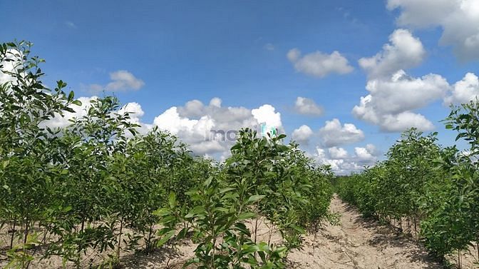 Hình ảnh Bán 2 hecta đất Sơn Mỹ, Hàm Tân giá ngộp