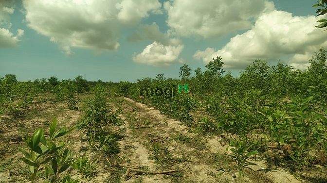 Hình ảnh Bán 2 hecta đất Sơn Mỹ, Hàm Tân giá ngộp