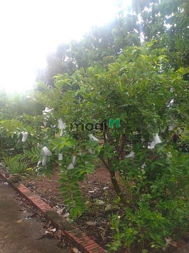 Hình ảnh Đất vườn Vĩnh Tân Vĩnh Cửu 4000m2