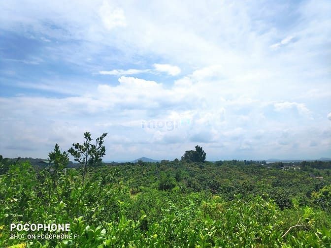 Hình ảnh Đất vườn sổ sẵn, Định Quán, Đồng Nai