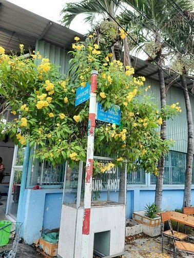 Hình ảnh ĐẤT CHỢ TÂN QUY- Tân Thạnh Tây, Củ Chi, MT 8m, 294m2 tc,SHR, 3.5Tỷ TL