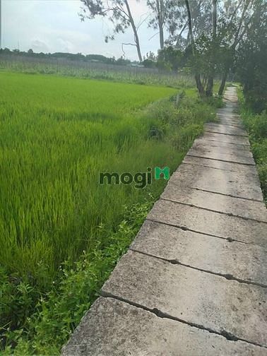 Hình ảnh ĐẤt NN PhƯỚc ThẠnh 10x60 Cách Ql22 400m