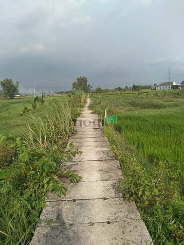 Hình ảnh ĐẤt NN PhƯỚc ThẠnh 10x60 Cách Ql22 400m