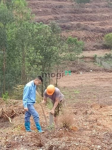 Hình ảnh Chủ Cần bán gần 3ha Minh Phú - Sóc Sơn - Hà Nội.