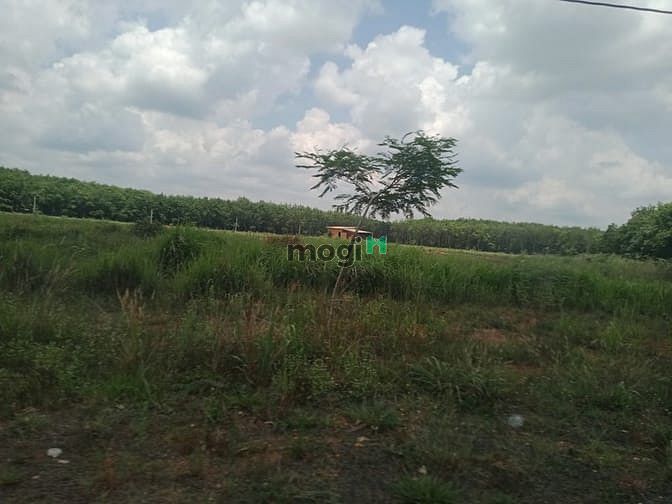Hình ảnh Đất Đồng Phú , Giá 550 triệu 1000m2