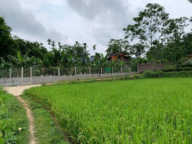 Hình ảnh 'Sống chất hơn khi bỏ phố về quê'  chỉ dưới 2 tỷ cho 5000 m2