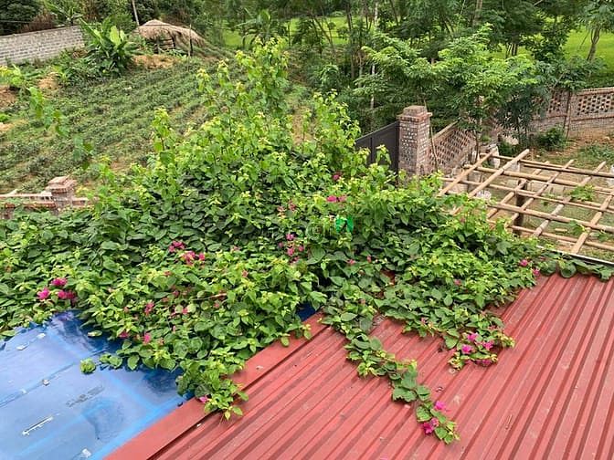 Hình ảnh 'Sống chất hơn khi bỏ phố về quê'  chỉ dưới 2 tỷ cho 5000 m2