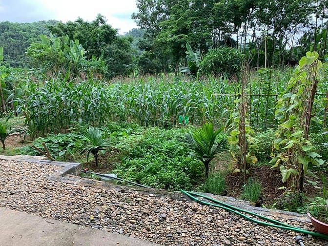 Hình ảnh 'Sống chất hơn khi bỏ phố về quê'  chỉ dưới 2 tỷ cho 5000 m2