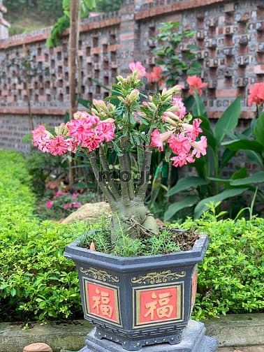 Hình ảnh 'Sống chất hơn khi bỏ phố về quê'  chỉ dưới 2 tỷ cho 5000 m2