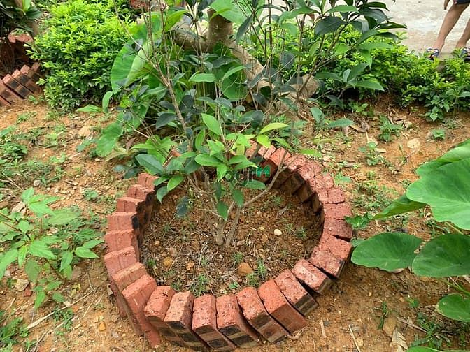 Hình ảnh 'Sống chất hơn khi bỏ phố về quê'  chỉ dưới 2 tỷ cho 5000 m2