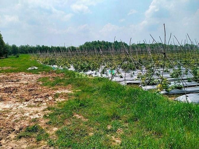 Hình ảnh Bán Đất Vườn Phước Thạnh, Củ Chi Chỉ 1tr/m2