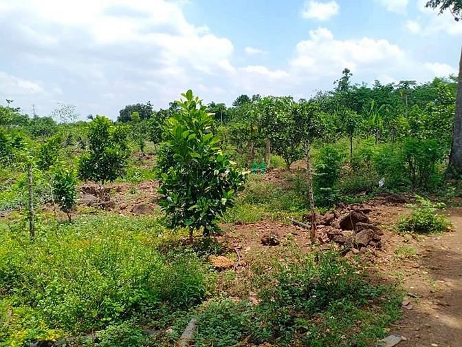 Hình ảnh Bán 2500m2 đất vườn giáp thị trấn Trảng Bom, 100m mặt đường