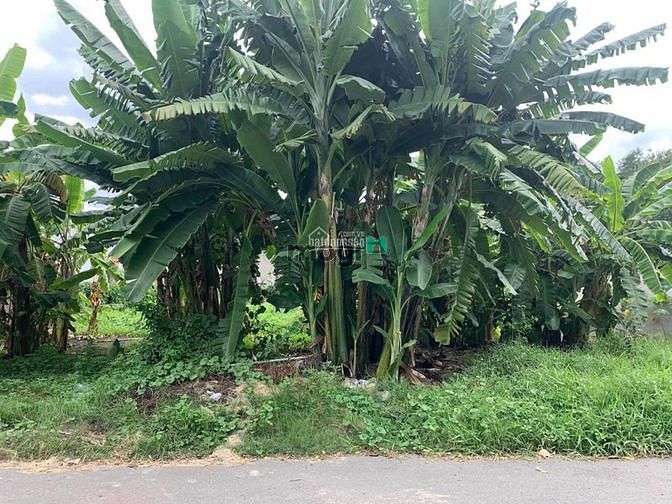 Hình ảnh Bán đất 10mx29,1m hướng Đông Bắc giá 150tr/m2, phường Bình An, Quận 2.