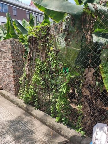 Hình ảnh Hiếm có, đất Tư Đình, 52m2, MT 4m, ô tô vào đất, gần phố, 62tr/m2.