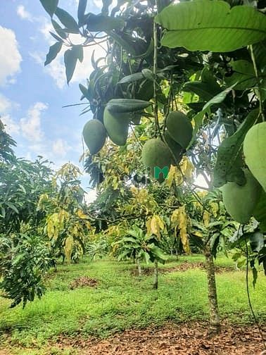 Hình ảnh Cần bán đất full thổ cư ở La Ngà, bao chi phí, sổ riêng