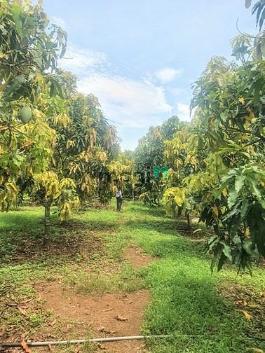 Hình ảnh Bán đất 20x50m, 100m2 thổ cư, Vị trí đẹp ĐQ ĐN