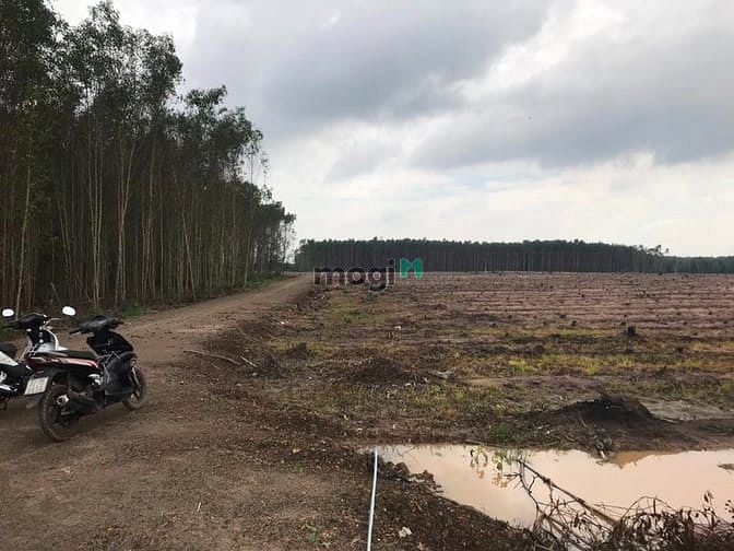 Hình ảnh Đất 3 mặt tiền 27000 m2 ( 2 héc 7 ) tân thắng , Hàm Tân,bình thuận