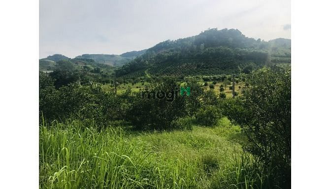 Hình ảnh Bán đất nam phong cao phong với diện tích 2896m