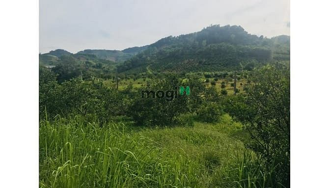 Hình ảnh Bán đất nam phong cao phong với diện tích 2896m