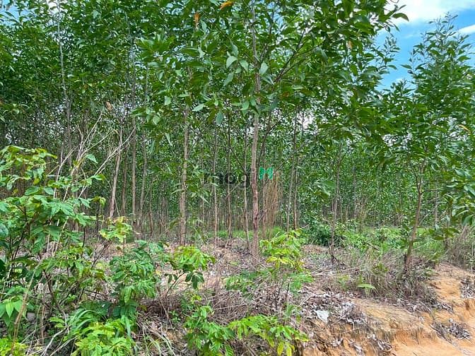 Hình ảnh Bán 3.9 ha đất Tân Xuân, Hàm Tân sổ hồng riêng