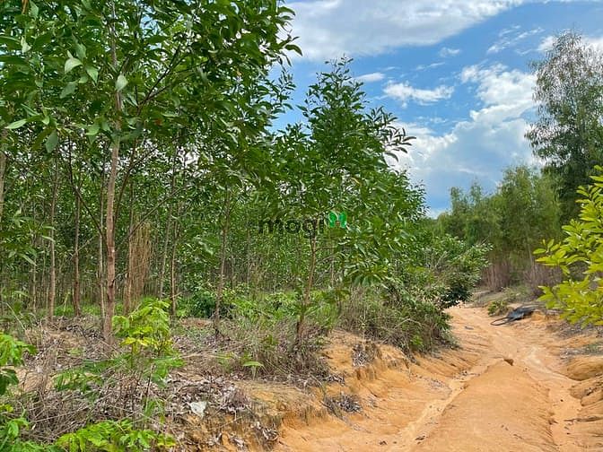 Hình ảnh Bán 3.9 ha đất Tân Xuân, Hàm Tân sổ hồng riêng