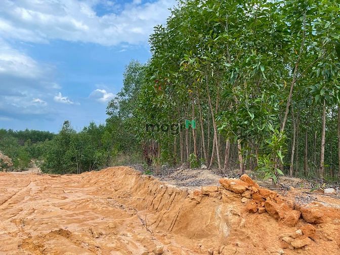 Hình ảnh Bán 3.9 ha đất Tân Xuân, Hàm Tân sổ hồng riêng