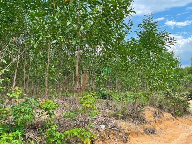Hình ảnh Bán 3.9 ha đất Tân Xuân, Hàm Tân sổ hồng riêng