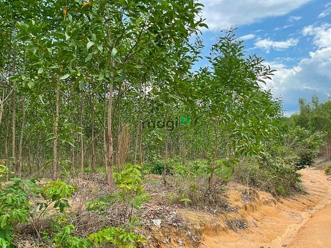 Hình ảnh Bán 3.9 ha đất Tân Xuân, Hàm Tân sổ hồng riêng