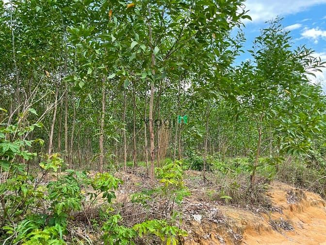 Hình ảnh Bán 3.9 ha đất Tân Xuân, Hàm Tân sổ hồng riêng