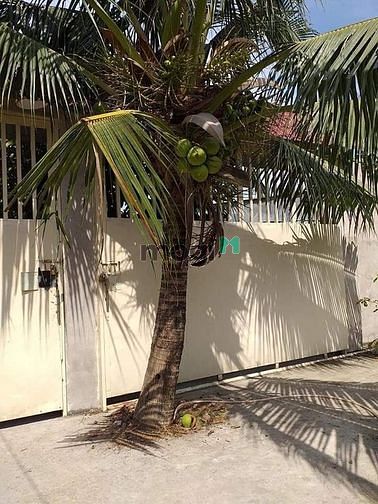 Hình ảnh Bán gấp lô đất Bình Quới, Bình Thạnh, làng du lịch Bình Quới, 300m2.