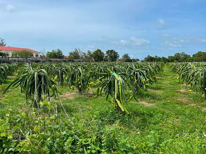 Hình ảnh Bán 11000m2 mặt tiền Võ Văn Tần, thị xã LaGi chưa qua Trang MB66.COM Chính Thức - MB 66 Uy Tín
