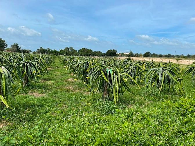 Hình ảnh Bán 11000m2 mặt tiền Võ Văn Tần, thị xã LaGi chưa qua Trang MB66.COM Chính Thức - MB 66 Uy Tín