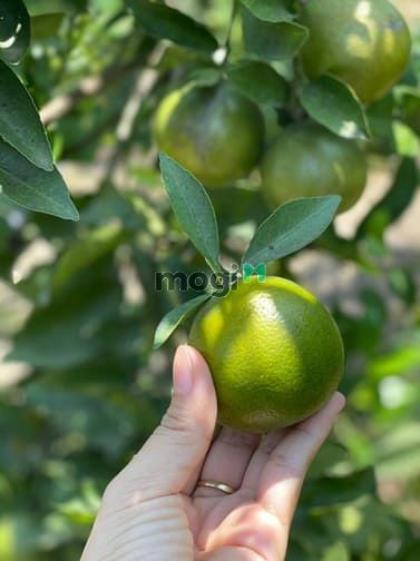 Hình ảnh Đất vườn Định Quán, Đồng Nai đẹp