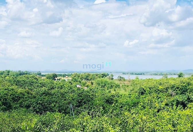 Hình ảnh Đất vườn Định Quán, Đồng Nai đẹp