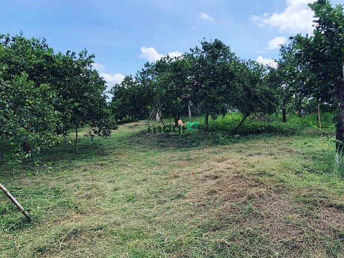 Hình ảnh Đất vườn Định Quán, Đồng Nai đẹp