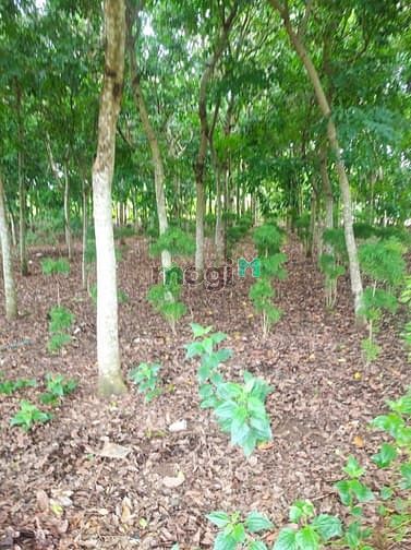 Hình ảnh Bán đất Vườn 6000m2 Vĩnh An Vĩnh Cửu giá 3ty600