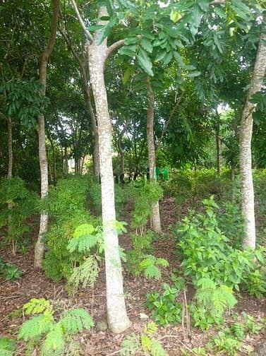 Hình ảnh Bán đất Vườn 6000m2 Vĩnh An Vĩnh Cửu giá 3ty600