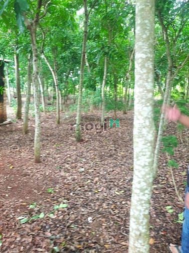 Hình ảnh Bán đất Vườn 6000m2 Vĩnh An Vĩnh Cửu giá 3ty600