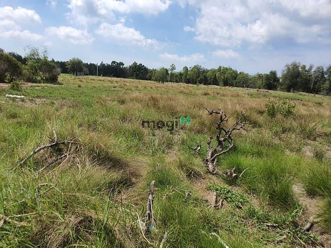 Hình ảnh Bán 7 sào đất đường số 1, Tân Bình, thị xã LaGi giá gốc