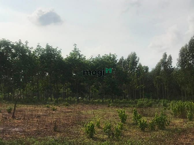 Hình ảnh Bán 15 mẫu đất Tân Hà, Hàm Tân giá rẻ nhất