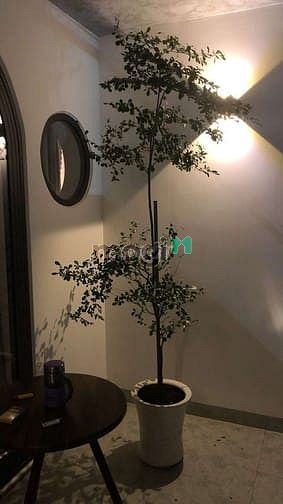 Hình ảnh Cho Thuê căn nha đường Tô hiệu