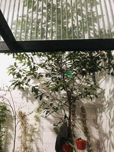 Hình ảnh Cho Thuê căn nha đường Tô hiệu