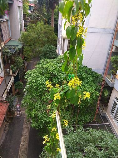 Hình ảnh 🏡Nhà phố Vạn Bảo, Ba Đình 2 mặt thoáng cách oto dừng đỗ 25m