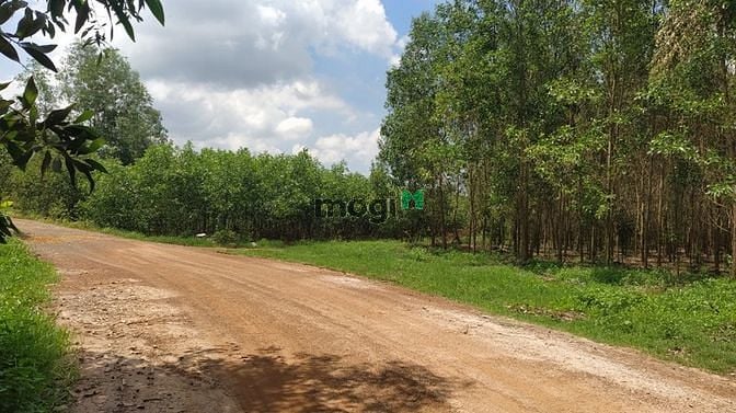 Hình ảnh Bán 7.7 mẫu đất Tân Xuân, Hàm Tân chưa qua Trang MB66.COM Chính Thức - MB 66 Uy Tín