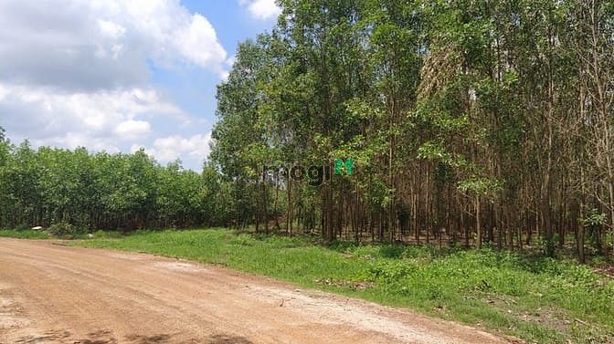 Hình ảnh Bán 7.7 mẫu đất Tân Xuân, Hàm Tân chưa qua Trang MB66.COM Chính Thức - MB 66 Uy Tín