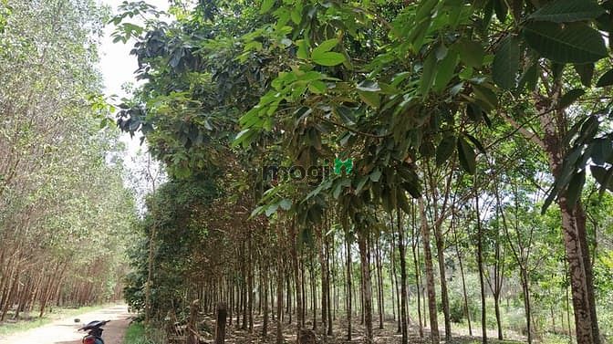 Hình ảnh Bán 7.7 mẫu đất Tân Xuân, Hàm Tân chưa qua Trang MB66.COM Chính Thức - MB 66 Uy Tín