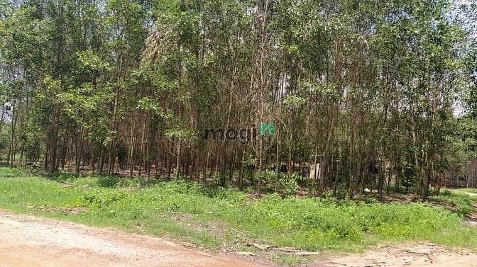 Hình ảnh Bán 7.7 mẫu đất Tân Xuân, Hàm Tân chưa qua Trang MB66.COM Chính Thức - MB 66 Uy Tín