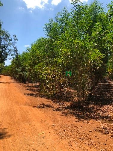 Hình ảnh Bán 7.7 mẫu đất Tân Xuân, Hàm Tân chưa qua Trang MB66.COM Chính Thức - MB 66 Uy Tín